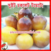 Picture of ATS150. সুইট চকলেট টমেটো #কুরিয়ার ফ্রি[Min Order 4(This Item Or Any)] ১০০/=অগ্রীম