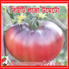 Picture of ATS200. Beauty Lava Tomato / বিউটি লাভা টমেটো