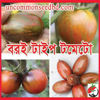 Picture of ATS114. বরই টাইপ টমেটো #কুরিয়ার ফ্রি[Min Order 4(This Item Or Any)] ১০০/=অগ্রীম