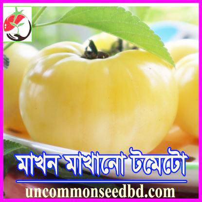 Picture of ATW288. মাখন মাখানো টমেটো #কুরিয়ার ফ্রি[Min Order 4(This Item Or Any)] ১০০/=অগ্রীম
