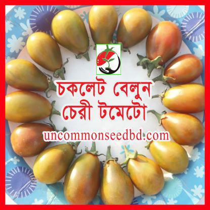 Picture of ATS508. চকলেট বেলুন চেরী টমেটো #কুরিয়ার ফ্রি[Min Order 4(This Item Or Any)] ১০০/=অগ্রীম