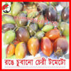 Picture of ATS507. Ronge Chubano Cherry Tomato/রঙে চুবানো চেরী টমেটো