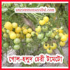 Picture of ATY800. গোল-হলুদ চেরী টমেটো #কুরিয়ার ফ্রি[Min Order 4(This Item Or Any)] ১০০/=অগ্রীম