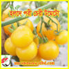Picture of ATY900. হলদে পরী চেরী টমেটো #কুরিয়ার ফ্রি[Min Order 4(This Item Or Any)] ১০০/=অগ্রীম