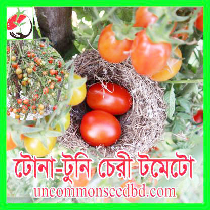 Picture of ATM522. টোনা-টুনি চেরী টমেটো #কুরিয়ার ফ্রি[Min Order 4(This Item Or Any)] ১০০/=অগ্রীম