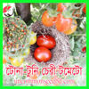 Picture of ATM522. Tona-tuni Cherry Tomato/টোনা-টুনি চেরী টমেটো