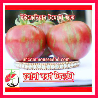 Picture of ATD079. সোনা-বরণ টমেটো #কুরিয়ার ফ্রি[Min Order 4(This Item Or Any)] ১০০/=অগ্রীম