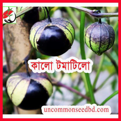 Picture of ATL103.কালো টমাটিলো #কুরিয়ার ফ্রি[Min Order 4(This Item Or Any)] ১০০/=অগ্রীম