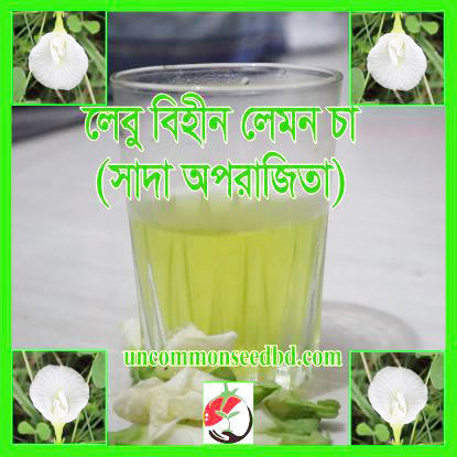 Picture of FBP407. শঙ্খ সাদা অপরাজিতা #কুরিয়ার ফ্রি[Min Order 4(This Item Or Any)] ১০০/=অগ্রীম