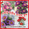 Picture of FST504. Aster as a star flower / এস্টার নামীয় তারকা ফুল