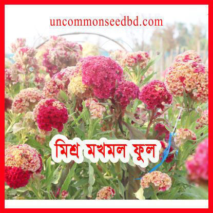 Picture of FCB340. Mixed Cock's Comb / মিশ্র মখমল ফুল