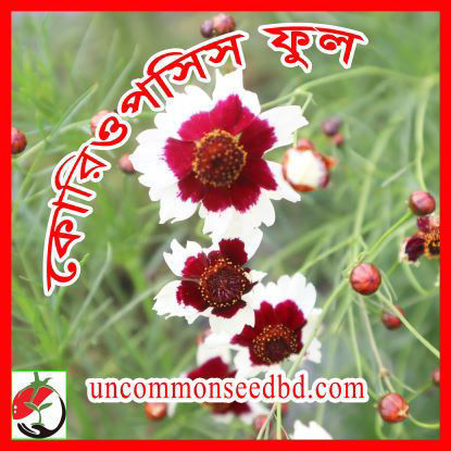 Picture of FCP151. কোরিওপসিস ফুল (40)/Coreopsis Flower