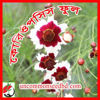 Picture of FCP151. কোরিওপসিস ফুল #কুরিয়ার ফ্রি[Min Order 4(This Item Or Any)] ১০০/=অগ্রীম