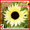 Picture of FSF601. আইস-ক্রীম কালার মিনি সানফ্লাওয়ার #কুরিয়ার ফ্রি[Min Order 4(This Item Or Any)] ১০০/=অগ্রীম