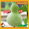 Picture of BGD708. (Dugdugi) Bird House Bottle Gourd / ডুগডুগি লাউ