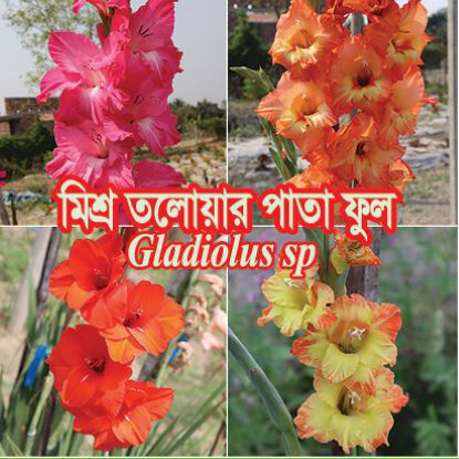 Picture of FGL614. মিশ্র তলোয়ার পাতা ফুল #কুরিয়ার ফ্রি[Min Order 4(This Item Or Any)] ১০০/=অগ্রীম