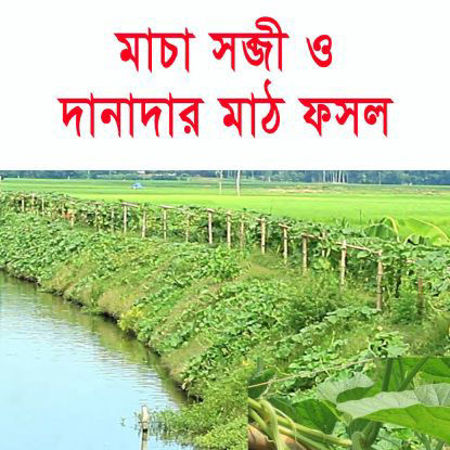 Picture for category Trellising & Grainy-Field Crops/ মাচা সব্জী ও দানাদার-মাঠ ফসল