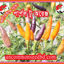 Picture of PPH432. Ornamental Chilli: Purple to Orange / অর্নামেন্টাল চিলি: পার্পল টু অরেঞ্জ