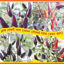 Picture of PPH416. Black-Purple-Red Chilli /  কালো-বেগুণী-লাল মরিচ