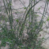 Picture of HBS666. Saba Snake Grass / সাবা স্নেক গ্রাস