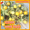 Picture of ATY600. (Natural Bonsai) Dwarf Yellow CherryTomato / ন্যাচারাল বনসাই টমেটো