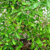 Picture of HBH828. Henna / মেহেদী