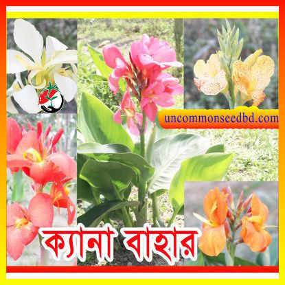 Picture of FCN405. Dwarf Canna / ক্যানা বাহার